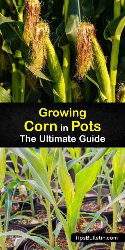 Discover everything you need to know about how to grow a corn plant in a pot. Our guide explains planting corn seeds, caring for corn plants, and which type of corn to grow, including Sweet Painted Mountain. #corn #pot #growing #container