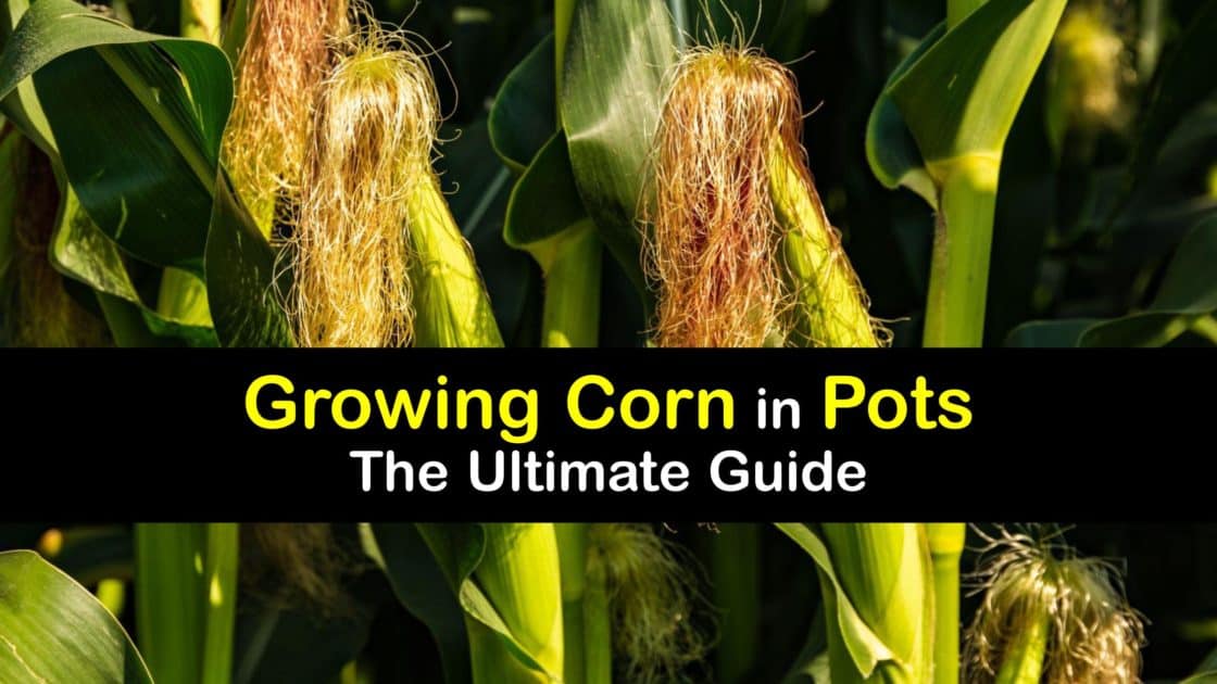 Growing Corn in Pots Handson Guide to Planting Corn in Containers