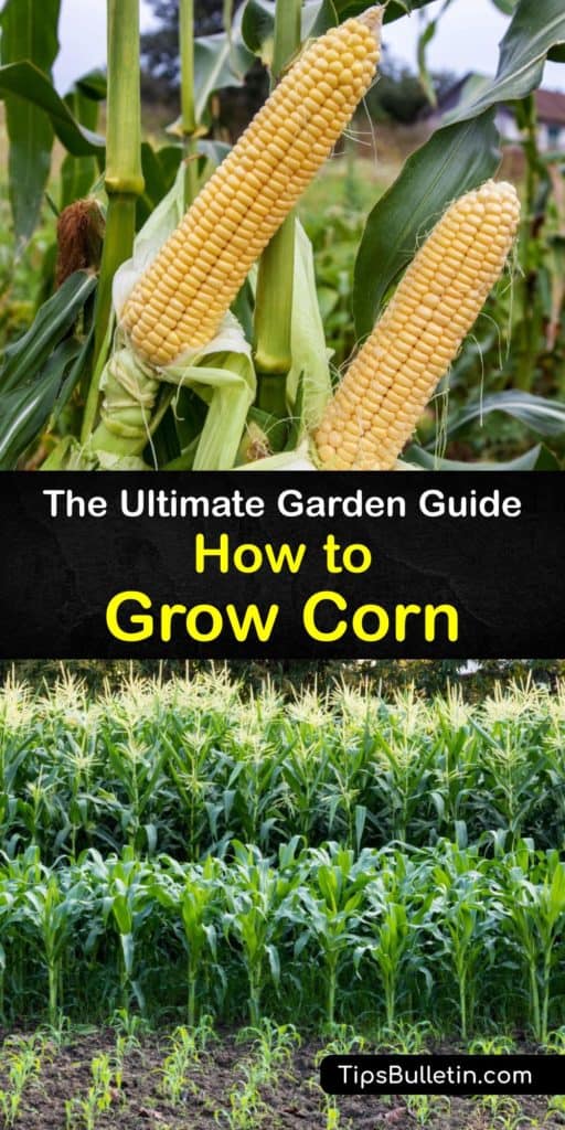 Discover how to plant corn from corn seed in the home garden and harvest supersweet corn at the end of the growing season. Sweet corn plants are simple to grow, and harvesting fresh corn is even easier. The key to growing corn plants is to protect them from pests. #howto #grow #corn