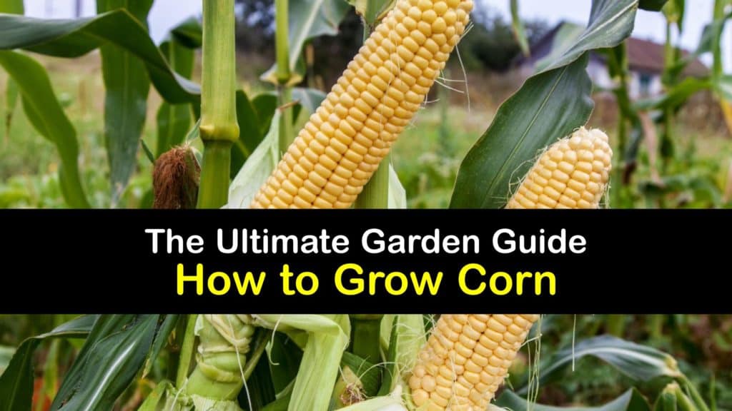 How to Grow Corn titleimg1