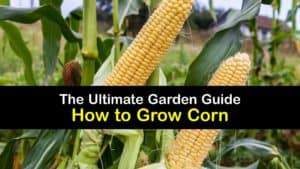 How to Grow Corn titleimg1