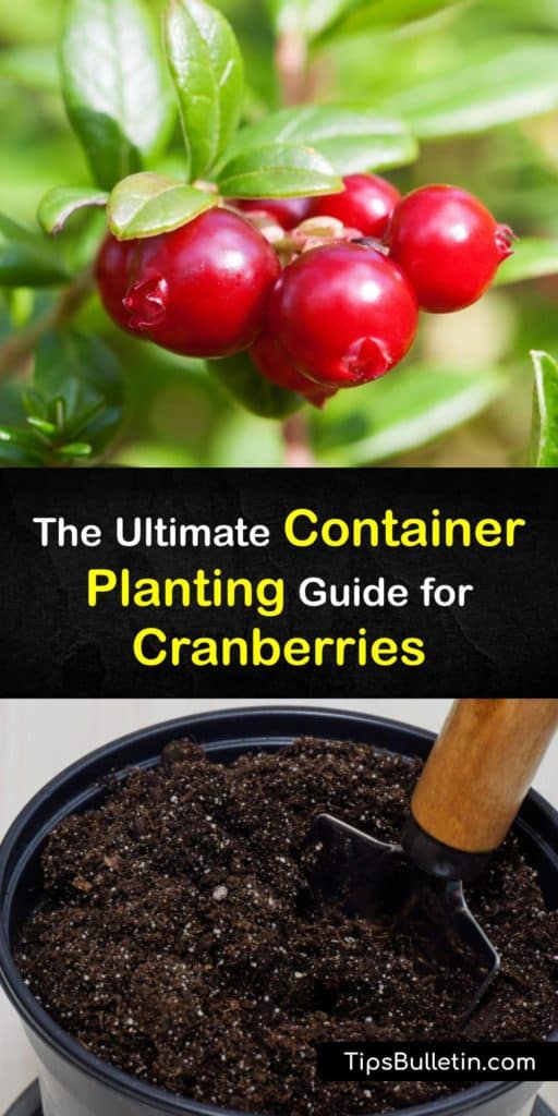 Commercial growers shouldn't be the only ones mastering the art of growing cranberries. The delicious red fruits, full of antioxidants, can easily be grown at home using peat moss, bone meal, and a location with full sun. #cranberries #container #growing