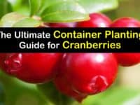How to Grow Cranberries in a Container titleimg1