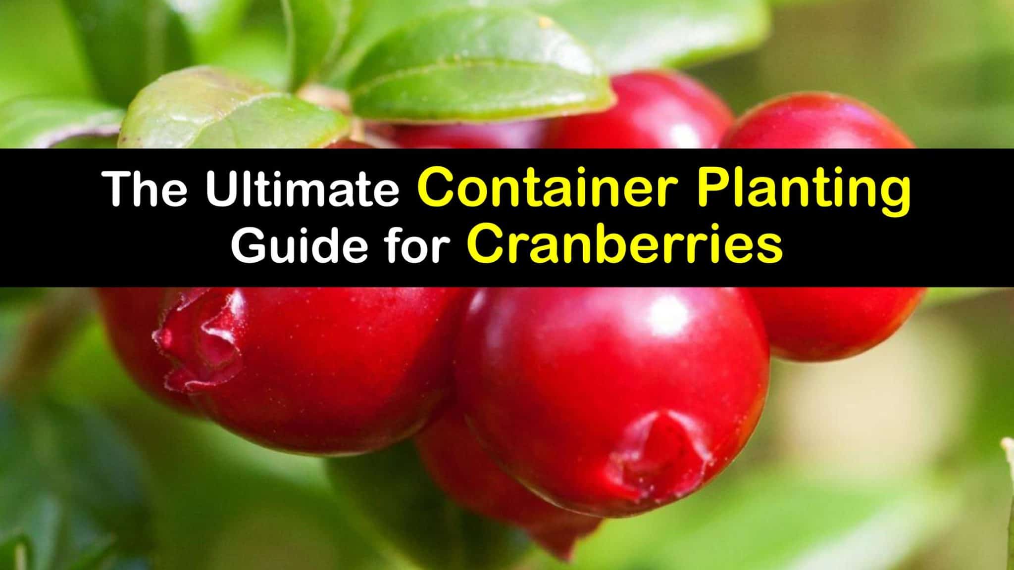 Growing Cranberries at Home Smart Tips and Tricks