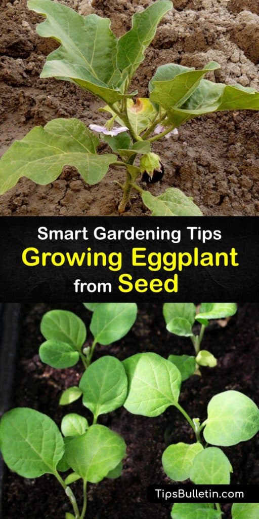 Discover how to plant eggplant by starting eggplant seeds indoors and transplanting the seedlings in the garden. An eggplant plant (Solanum melongena) is simple to grow and produces fruit if you plant it in warm soil and give it the care it needs. #howto #grow #eggplant #seed