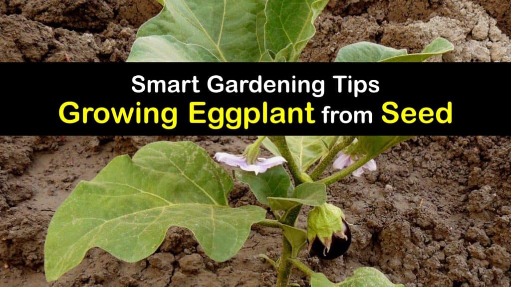 How to Grow Eggplant from Seed titleimg1