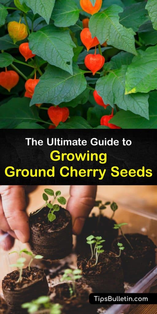 Learn how to grow ground cherry plants from seed in your home garden. Whether you prefer the cape gooseberry, Aunt Molly’s or Physalis pruinosa, grow your own ground cherry plant for tasty fresh fruit. #grow #ground #cherries #seed