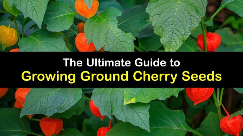 How to Grow Ground Cherries from Seed titleimg1