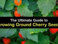How to Grow Ground Cherries from Seed titleimg1