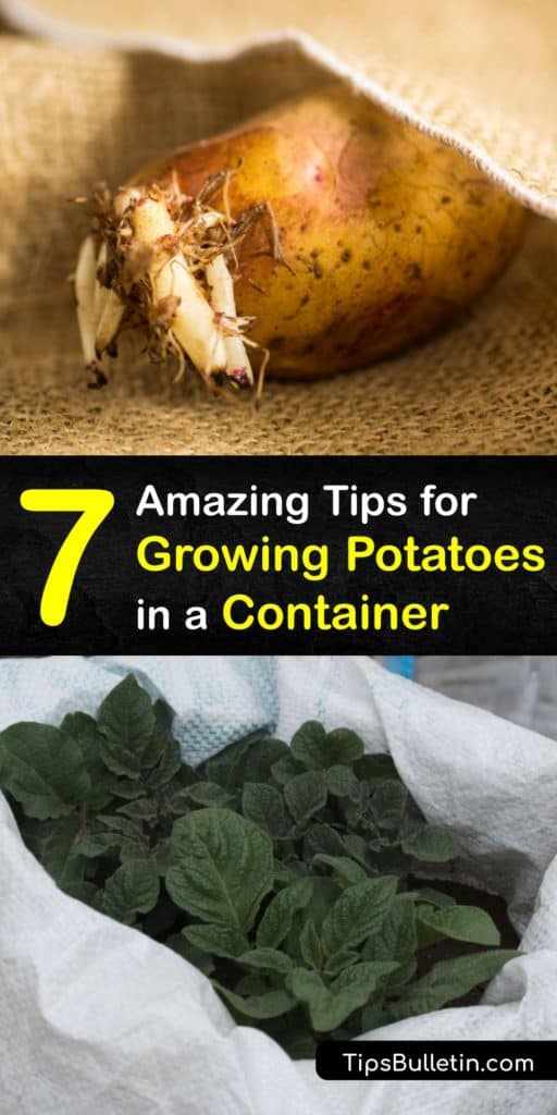 Discover the secret to growing a never-ending supply of new potatoes at home in containers. Learn about the perfect growing technique called "hilling" and everything you need for a successful harvest, like organic fertilizer and grow bags. #potatoes #container #growing