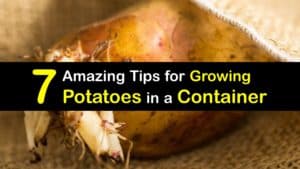 How to Grow Potatoes in a Container titleimg1