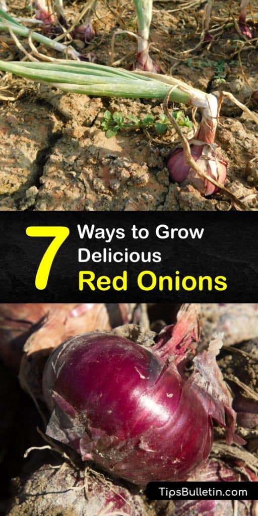 With a stronger flavor than green onions, red onions are a popular addition to various meals. Discover different methods for growing red onions like using onion sets, planting onion seeds, and advice on preparing your soil for germination. #red #onions #growing