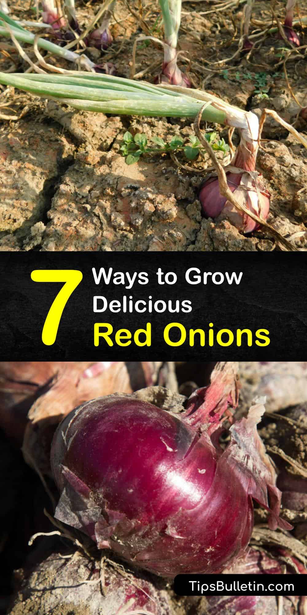 Red Onion Plant Care Easy Tricks for Growing Red Onions in the Garden