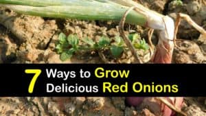 How to Grow Red Onions titleimg1