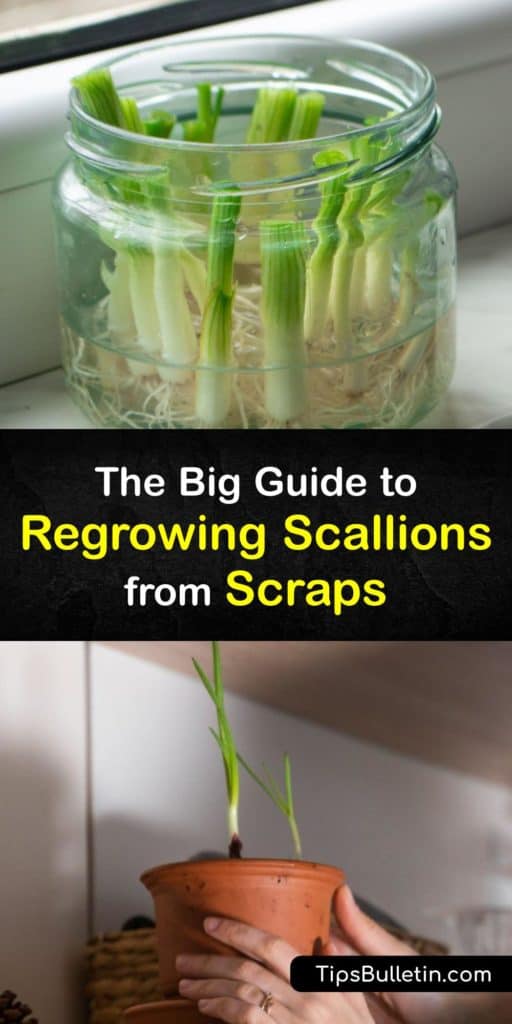 Skip the grocery store and grow spring onions from kitchen scraps to enjoy delicious veggies grown right on your windowsill. Like leeks, shallots are a member of the allium family that regrows tasty green shoots easily with enough water and sunlight. #grow #scallions #scraps