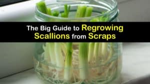 How to Grow Scallions from Scraps titleimg1