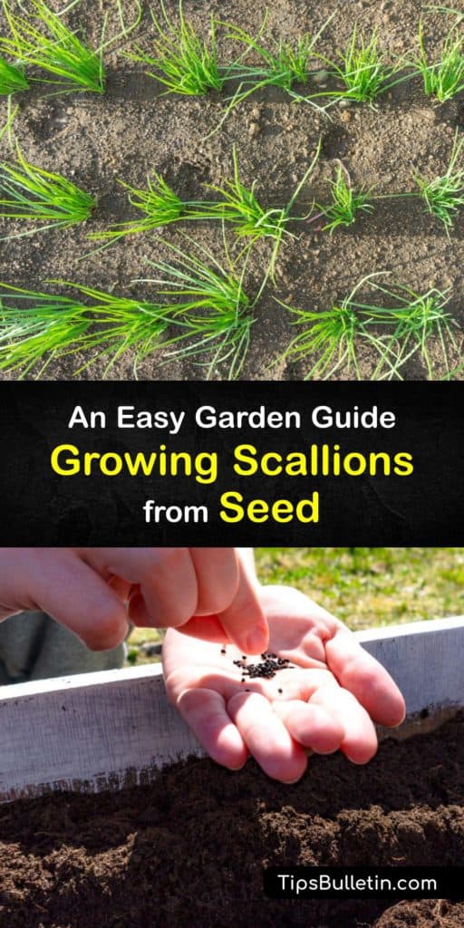 Learn how to grow scallions (Allium cepa) from seeds indoors in the early spring and directly in the outside garden or container. Like leeks, bunching onions, spring onions, and other alliums, scallions or green onions need full sun and proper spacing to flourish. #growing #scallions #seeds