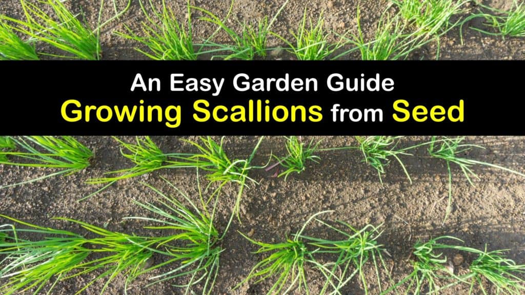 How to Grow Scallions from Seed titleimg1