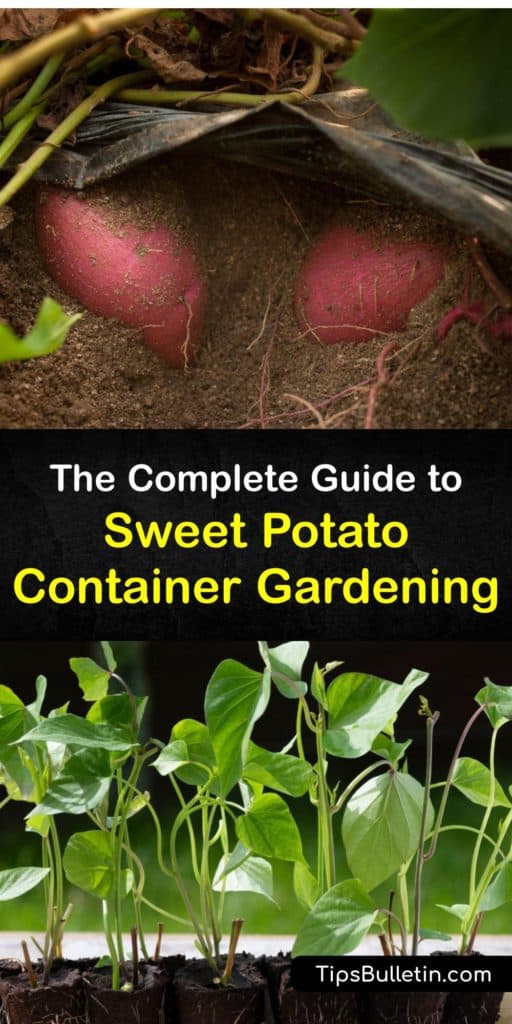 Avoid the grocery store and sprout sweet potato slips to grow a sweet potato plant and enjoy veggies without worrying about the growing season. With full sun, potting soil, mulch, and tubers, grow container sweet potatoes which taste superior to yams. #grow #sweet #potatoes #container