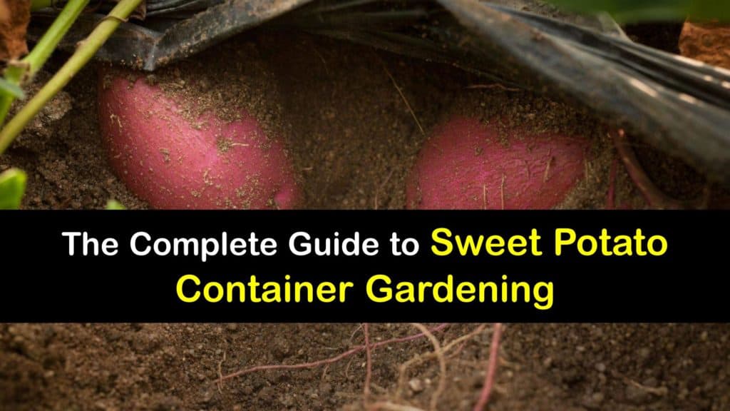 How to Grow Sweet Potatoes in a Container titleimg1