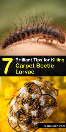 Killing Carpet Beetle Larvae - Clever Tips for Getting Rid of Carpet ...