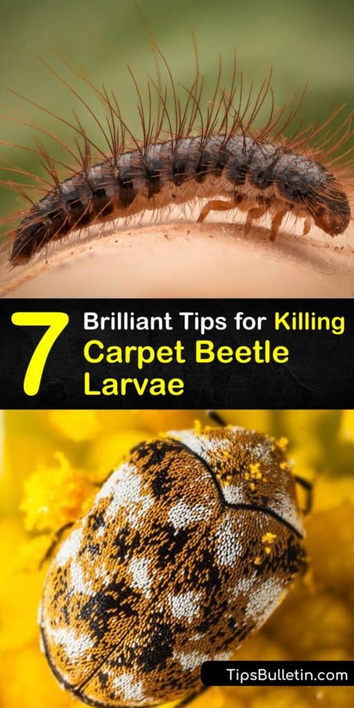 Discover how to destroy the varied carpet beetle, black carpet beetle, and carpet beetle larvae to end your carpet beetle infestation. Use vinegar, boric acid, carpet cleaning, and more to kill adult carpet beetles, larvae and even the bed bug too. #getridof #carpet #beetle #larvae