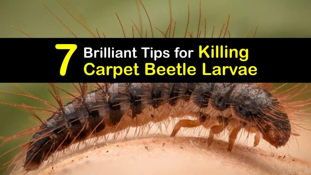 How to Kill Carpet Beetle Larvae titleimg1