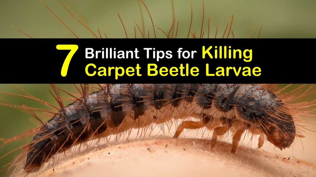 Killing Carpet Beetle Larvae Clever Tips For Getting Rid Of Beetles