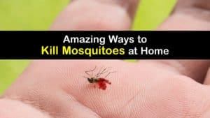 How to Kill Mosquitoes in the House titleimg1