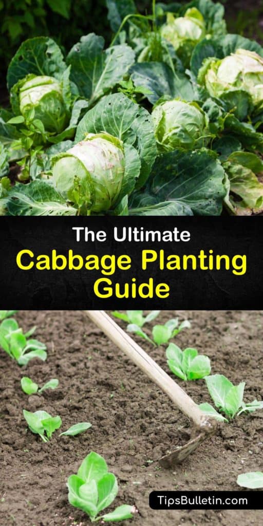 Learn how to plant cabbage heads in your vegetable garden with the proper spacing, soil type, sunshine, and water. Red, green, Savoy, and Napa are four cabbage varieties that are all easy to grow as long as you protect them from aphids and cabbage loopers. #howto #plant #cabbage #grow