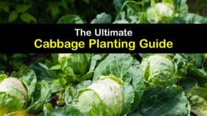 How to Plant Cabbage titleimg1