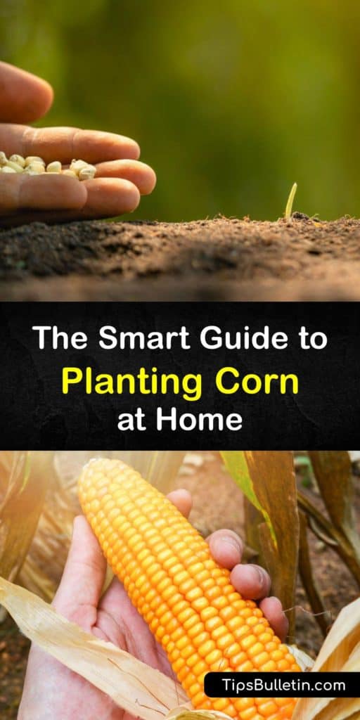 Have you been dreaming about summer sweet corn plants? Learn how easy-growing corn can be with these terrific tips about hybrid corn, soil temperature, pest control, and more. Live deliciously, and make this the season you grow your own supersweet corn. #plant #sweet #corn #seeds