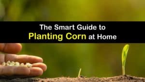 How to Plant Corn titleimg1
