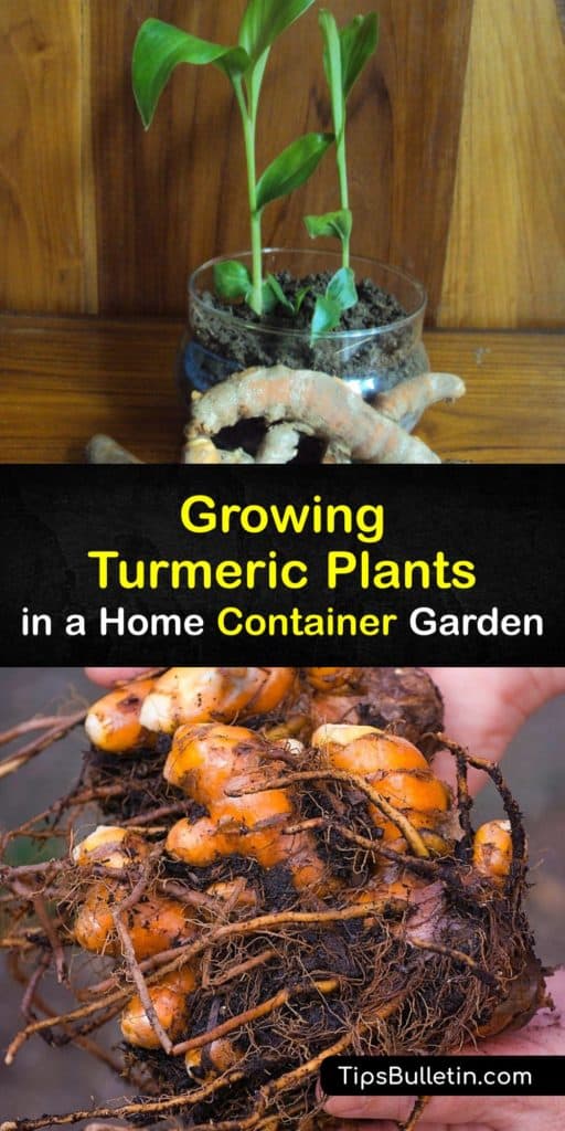 Learn how to grow turmeric in pots and harvest roots for spice-making. Turmeric or Indian saffron (Curcuma longa) is a tropical plant with anti-inflammatory and antioxidant properties. Turmeric rhizomes are used for spice, and the plant adds beauty to the home. #howto #plant #turmeric #pots