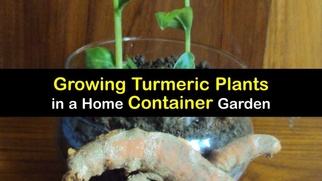 How to Plant Turmeric in Pots titleimg1