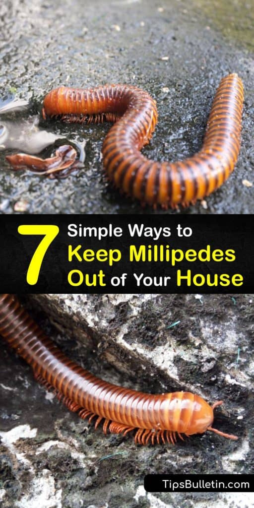 Spotted a house centipede or garden millipede in the crawl space? Are they setting up shop in your plant matter? Let us help you with your millipede infestation with these simple suggestions. We’ve got you covered, from diatomaceous earth to capsaicin. #repel #millipedes #house