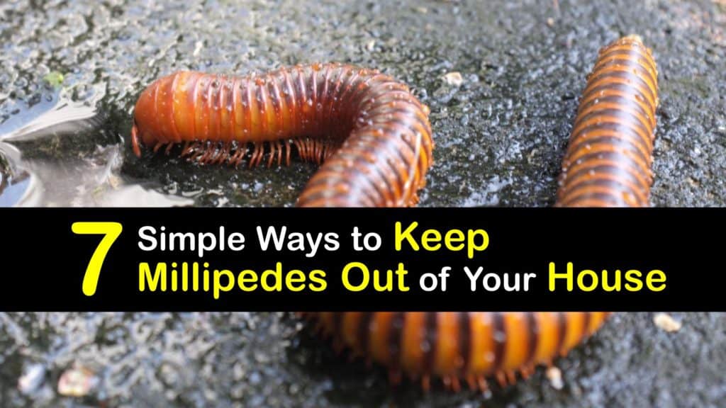 How to Prevent Millipedes from Entering My House titleimg1