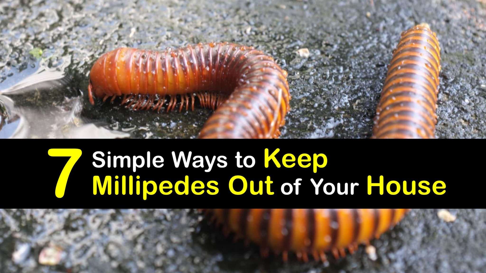 Millipede Protection Keeping Millipedes Out of the House