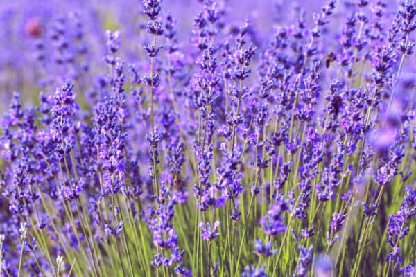 Lavender is ideal for repelling fruit flies and other bugs.