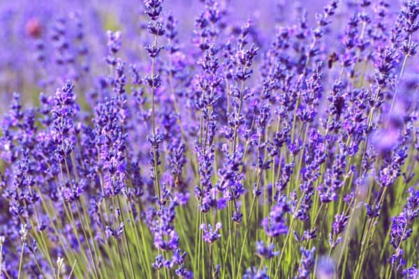 Lavender is ideal for repelling fruit flies and other bugs.