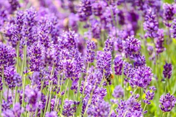 Lavender is an attractive perennial that has the benefit of repelling fleas.