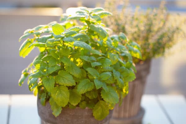 Lemon balm is an herb in the mint family.