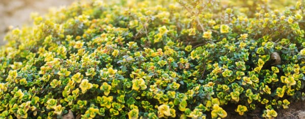 Lemon thyme has a delightful citrus flavor.