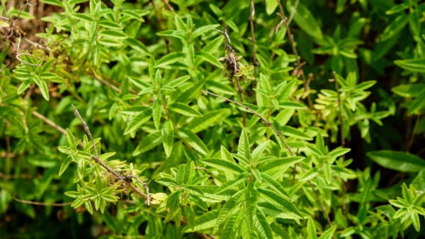 Lemon verbena makes a tasty tea.