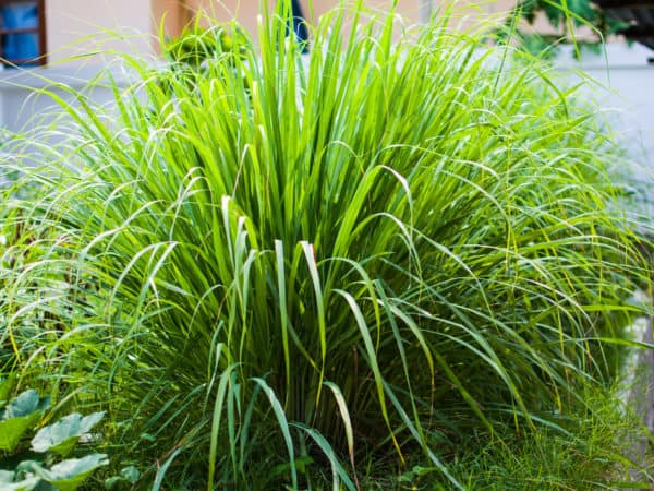 Repel fleas and mosquitoes by planting lemongrass.