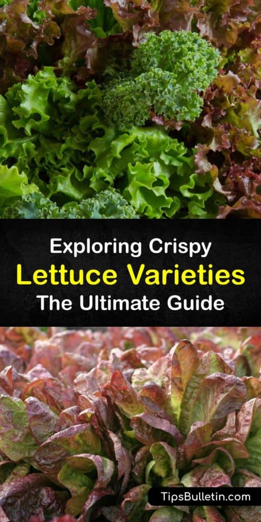 Learn about the different lettuce varieties to grow at home, from looseleaf lettuce to crisphead or iceberg lettuce. There are many types of lettuce, and their green leaves are crispy and healthy. However, some of them are easier to grow than others. #lettuce #varieties #types