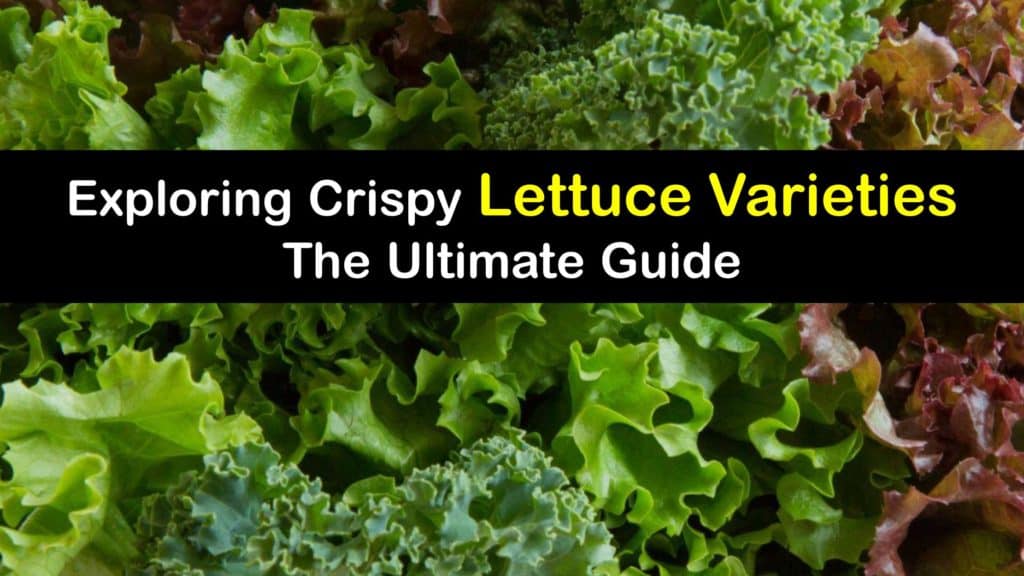 Lettuce Varieties titleimg1