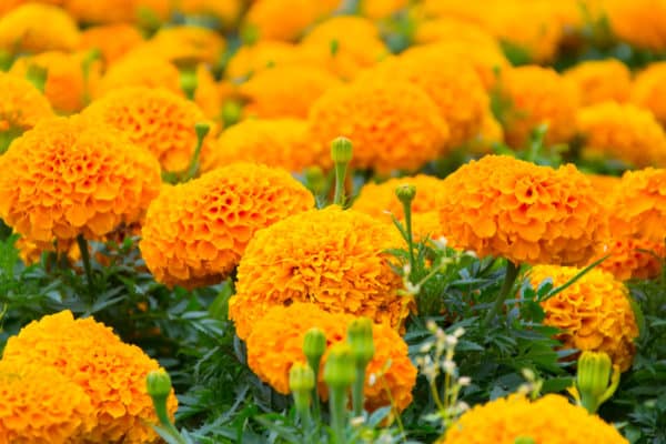 Marigolds are colorful flowers that bring a pop to the garden.