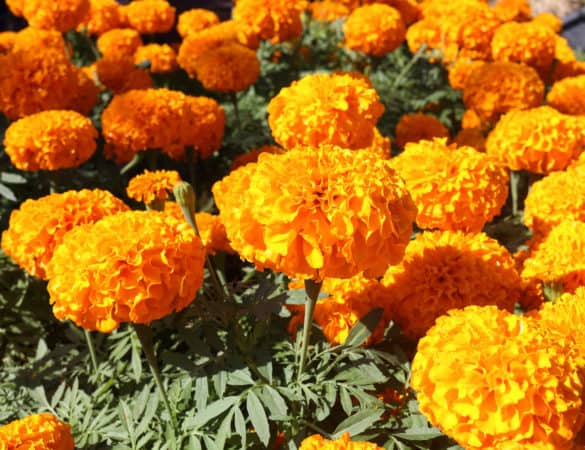 Grow marigolds to repel all types of bugs, from fruit flies to mosquitoes.