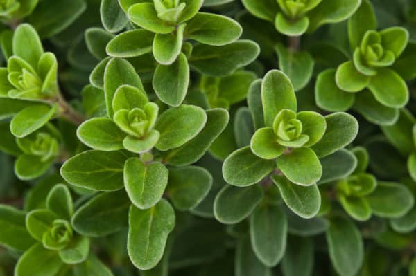 Marjoram is well-suited for an herb container garden.